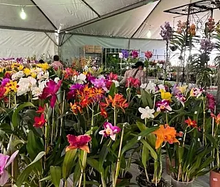 Feira de Flores começa dia 4 e vai até dia 8 em Dourados