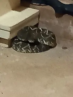 Cachorro 'salva' idosa ao encontrar serpente venenosa embaixo de cama