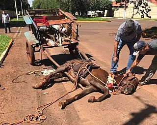 Internauta registra estafa em animal usado por carroceiro em Dourados