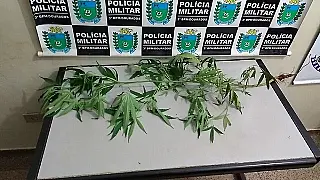 Adolescente é apreendido em Dourados suspeito de cultivar maconha e agredir a mãe