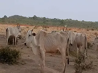 Fazendeiro é autuado por deixar animal morrer