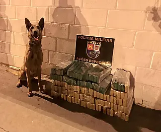 Polícia de SP apreende 123 'tijolos' de maconha em ônibus de turismo de Dourados