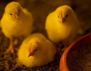Nutrição de qualidade contribui para a produtividade na avicultura sem o uso de antibióticos