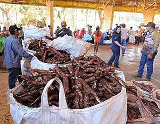 Dourados consolida primeiro PAA indígena do País