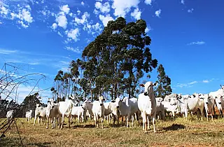 Governo de MS leva para a Dinapec inovações em sustentabilidade, de olho no futuro da agropecuária