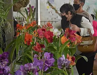 Flores são vendidas com mais de 100% de aumento