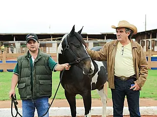 Gino organiza o quinto leilão Quarto de Milha na Expoagro