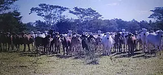 PMA autua dono de sítio em R$ 35 mil por manter gado degradando área protegida