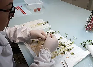 Laboratório do IST Alimentos da Embrapa é credenciado para análise de sementes