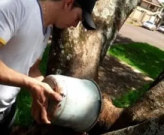 CCZ encontra focos de dengue em tronco de árvore
