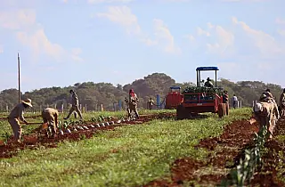 Governo incentiva expansão da citricultura em MS