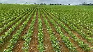 Plantar um hectare de soja custa R$ 5,9 mil no MS