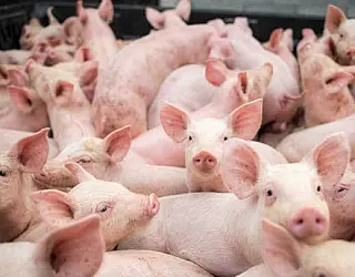 Frente Parlamentar de Suinocultura é formada no Estado