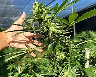 STF descriminaliza porte de maconha para uso pessoal