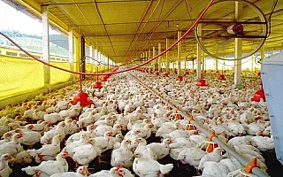 México continuará importando carne de frango do Brasil até 2019
