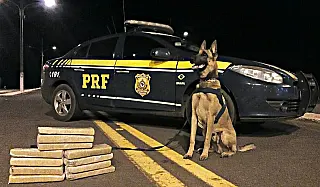 Cão fareja maconha em mochila de adolescente