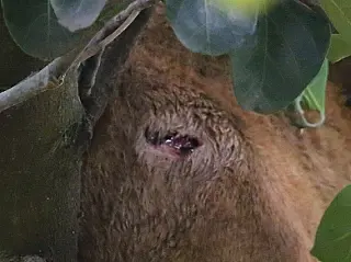 Ferida e com fome, onça-parda permanece no alto do pé-de-jaca em Dourados