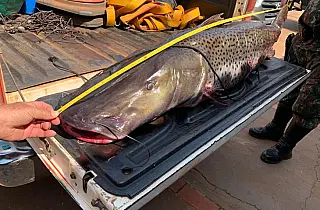 Pintado entra na lista de peixes em extinção