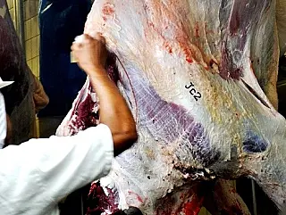 Reformulado, programa Precoce MS já abateu quase 800 mil animais