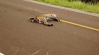 Onça morre em possível atropelamento e outra "vela" corpo na rodovia BR-262 em Miranda