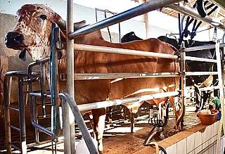Aumenta 18% o preço do leite pago ao produtor no mês de dezembro