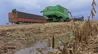 Variações climáticas podem afetar qualidade da soja e atrasar plantio do milho em MS