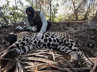 Morte de onças em MS revela novo inimigo da espécie e risco de extinção