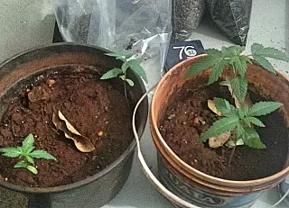 Dupla que cultivava maconha em casa é presa em 'boca de fumo'
