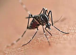 MS confirma terceira morte por dengue em 2022