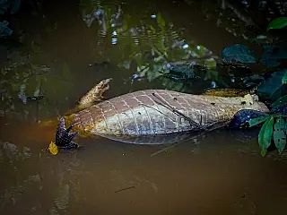 Fotógrafo denuncia caça a jacarés em MS