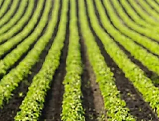 Corteva Agriscience inova em sementes e biológicos