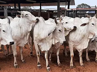 Animais do rebanho bovino da Uems vão a leilão