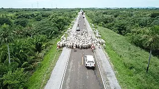 Cresce mais de meio milhão de cabeças em um ano rebanho bovino de Mato Grosso do Sul