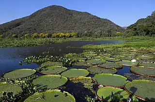Lei do Pantanal entra em vigor e governo foca na fiscalização