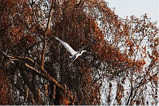 Pantanal resiste ao maior ataque desde 1951