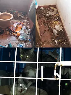 17 gatos são abandonados em casa e tutora é detida em flagrante