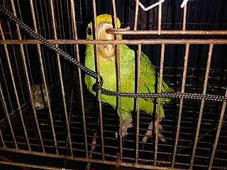 PMA socorre maritaca ferida