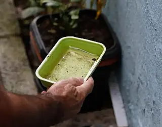 Projeto piloto de vacina contra chikungunya deve começar por Dourados