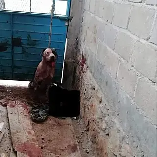 Cachorro ataca invasor, evita assalto em sua casa e agora corre o risco de ser sacrificado