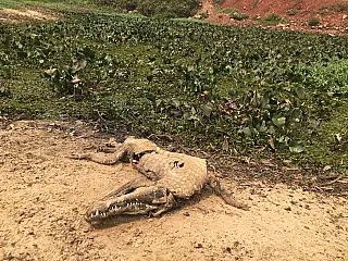 Força-tarefa de combate a incêndios ganha reforço com aeronaves em três regiões do Pantanal
