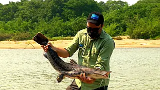 Meio Ambiente adia proibição de pesca de pintado, peixe que é ameaçado de extinção