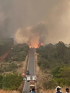 Fogo destrói vegetação, floresta de eucalipto e interdita rodovia em MS