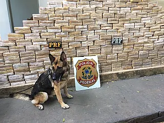 Cão farejador ajuda polícia a encontrar mais de 430 quilos de cocaína em MT