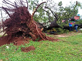 Chuva da tarde arranca angico centenário e deixa Vila Popular no escuro