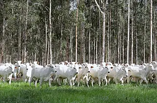 Segunda etapa da campanha da Iagro começa em 1º de novembro