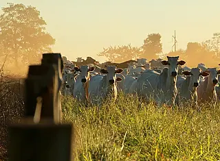 Estado produziu mais de 800 mil toneladas de carne bovina no ano passado
