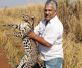 Filhote de onça é encontrada morta na estrada Dourados/Laguna Carapã