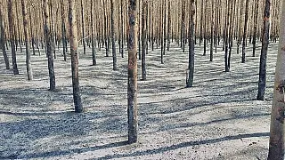Extensão do estrago causado por incêndio em fazendas de Ribas será calculado pela Defesa Civil