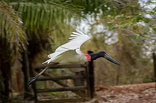 Quem busca fugir da folia do Carnaval o Pantanal sul-mato-grossense é uma ótima opção