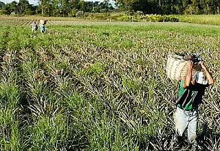 Prazo para adesão ao Refis rural termina sexta-feira